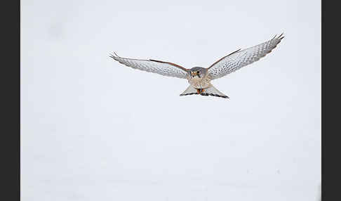 Turmfalke (Falco tinnunculus)