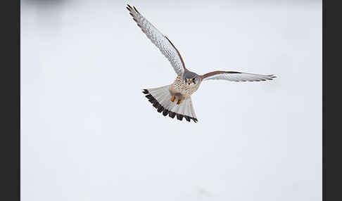 Turmfalke (Falco tinnunculus)