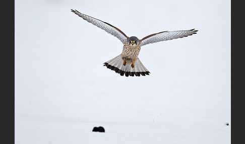 Turmfalke (Falco tinnunculus)