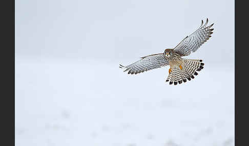 Turmfalke (Falco tinnunculus)