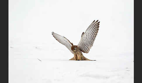 Turmfalke (Falco tinnunculus)