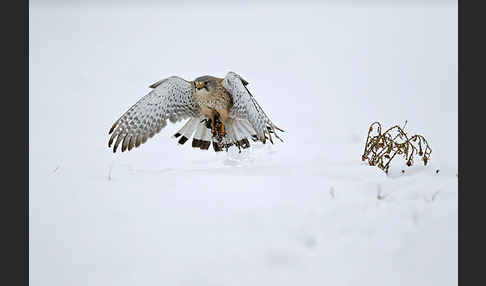 Turmfalke (Falco tinnunculus)