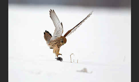 Turmfalke (Falco tinnunculus)