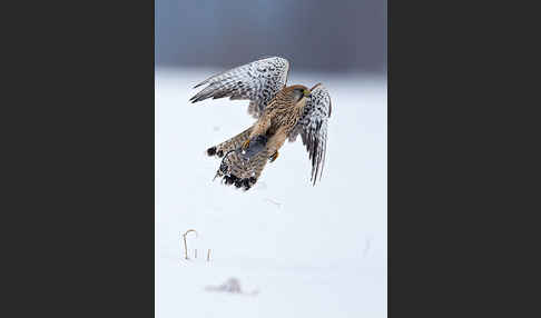 Turmfalke (Falco tinnunculus)