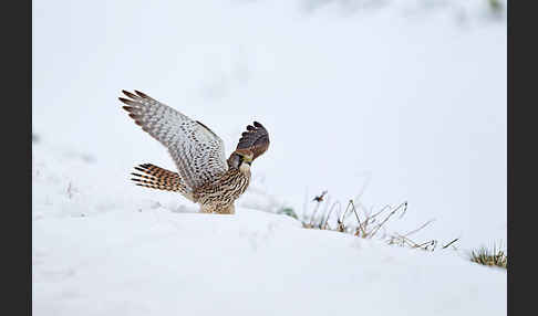 Turmfalke (Falco tinnunculus)