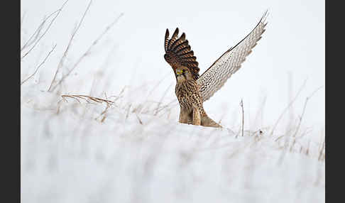 Turmfalke (Falco tinnunculus)