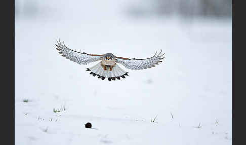 Turmfalke (Falco tinnunculus)