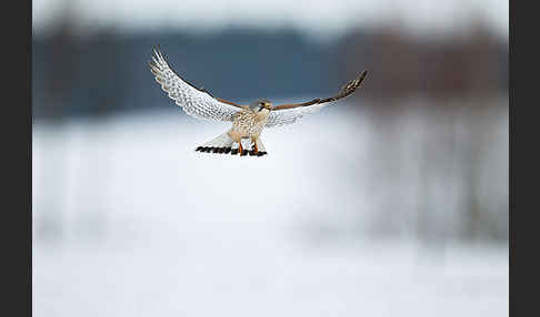 Turmfalke (Falco tinnunculus)