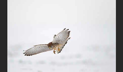 Turmfalke (Falco tinnunculus)