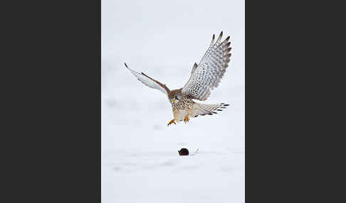 Turmfalke (Falco tinnunculus)