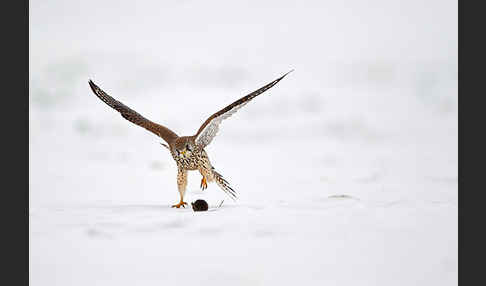 Turmfalke (Falco tinnunculus)