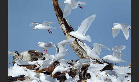 Eismöwe (Larus hyperboreus)