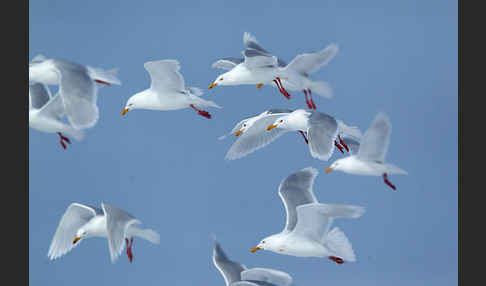 Eismöwe (Larus hyperboreus)