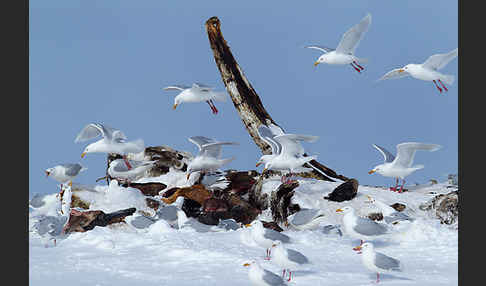 Eismöwe (Larus hyperboreus)