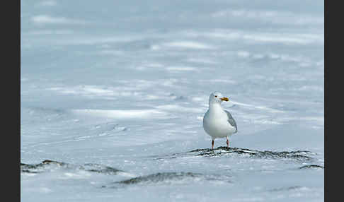 Eismöwe (Larus hyperboreus)