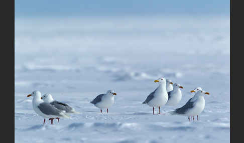 Eismöwe (Larus hyperboreus)