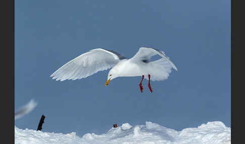 Eismöwe (Larus hyperboreus)