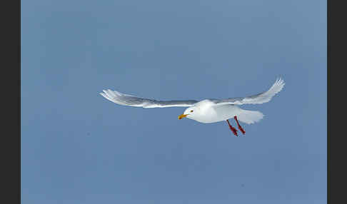 Eismöwe (Larus hyperboreus)