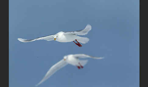 Eismöwe (Larus hyperboreus)