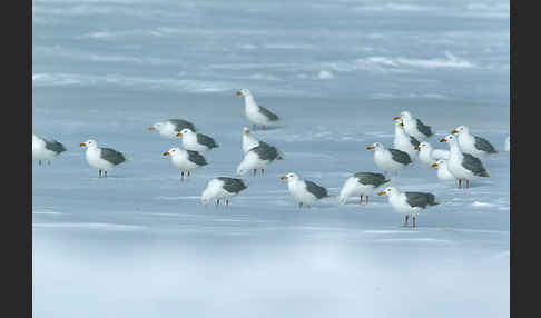 Eismöwe (Larus hyperboreus)