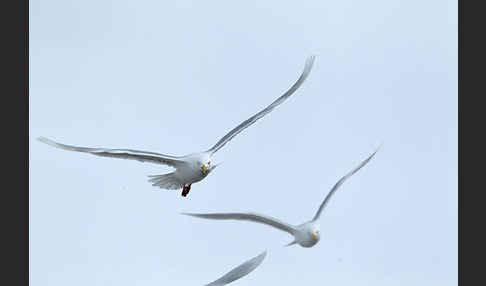 Eismöwe (Larus hyperboreus)