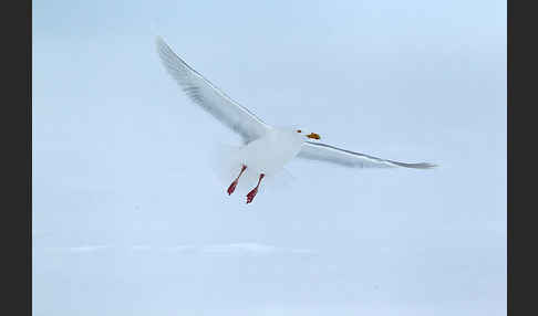 Eismöwe (Larus hyperboreus)