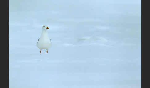 Eismöwe (Larus hyperboreus)