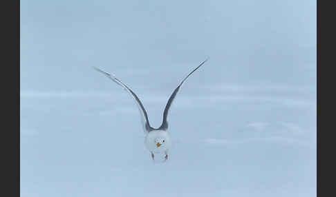 Eismöwe (Larus hyperboreus)