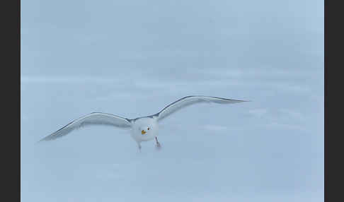 Eismöwe (Larus hyperboreus)