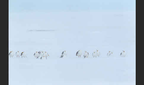 Eismöwe (Larus hyperboreus)