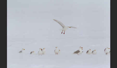 Eismöwe (Larus hyperboreus)