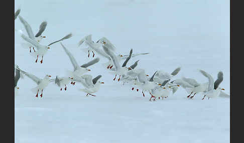 Eismöwe (Larus hyperboreus)