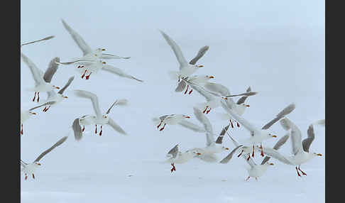 Eismöwe (Larus hyperboreus)