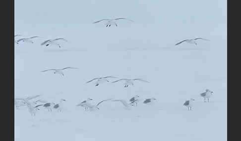 Eismöwe (Larus hyperboreus)