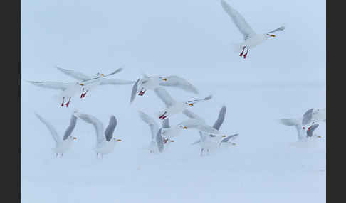 Eismöwe (Larus hyperboreus)