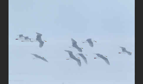 Eismöwe (Larus hyperboreus)