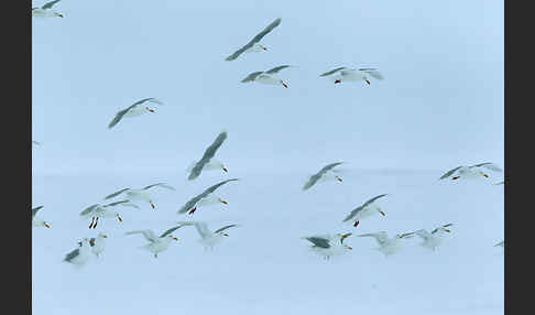 Eismöwe (Larus hyperboreus)