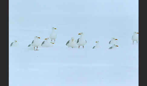 Eismöwe (Larus hyperboreus)