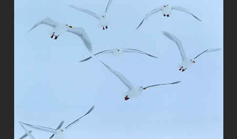 Eismöwe (Larus hyperboreus)