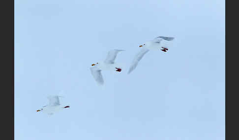 Eismöwe (Larus hyperboreus)