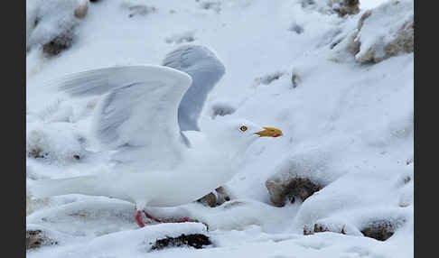 Eismöwe (Larus hyperboreus)