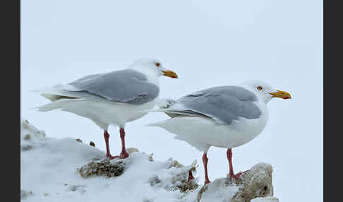 Eismöwe (Larus hyperboreus)