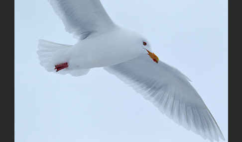 Eismöwe (Larus hyperboreus)