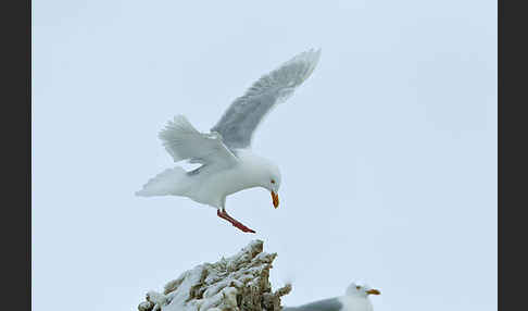 Eismöwe (Larus hyperboreus)