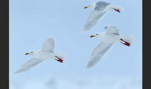 Eismöwe (Larus hyperboreus)