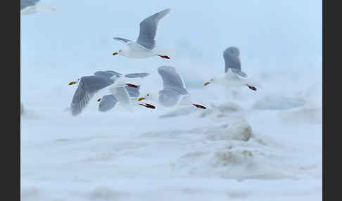 Eismöwe (Larus hyperboreus)