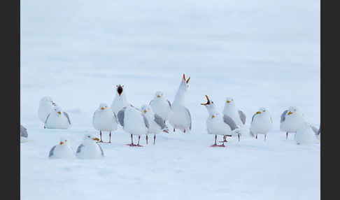 Eismöwe (Larus hyperboreus)