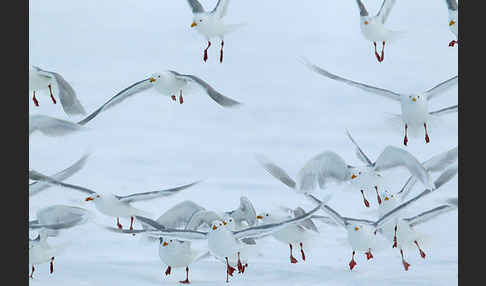 Eismöwe (Larus hyperboreus)