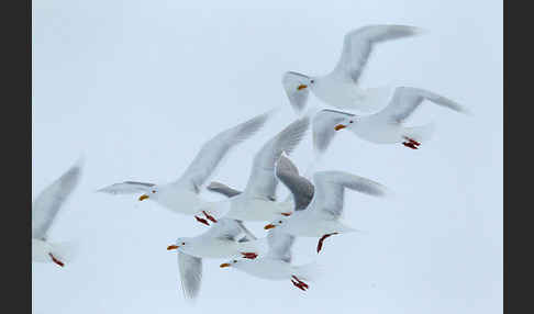 Eismöwe (Larus hyperboreus)