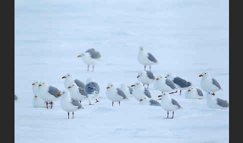 Eismöwe (Larus hyperboreus)